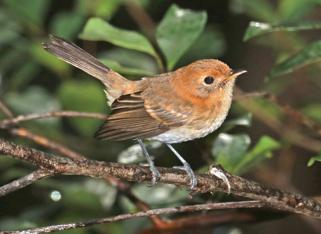 Strategic Backyard Conservation